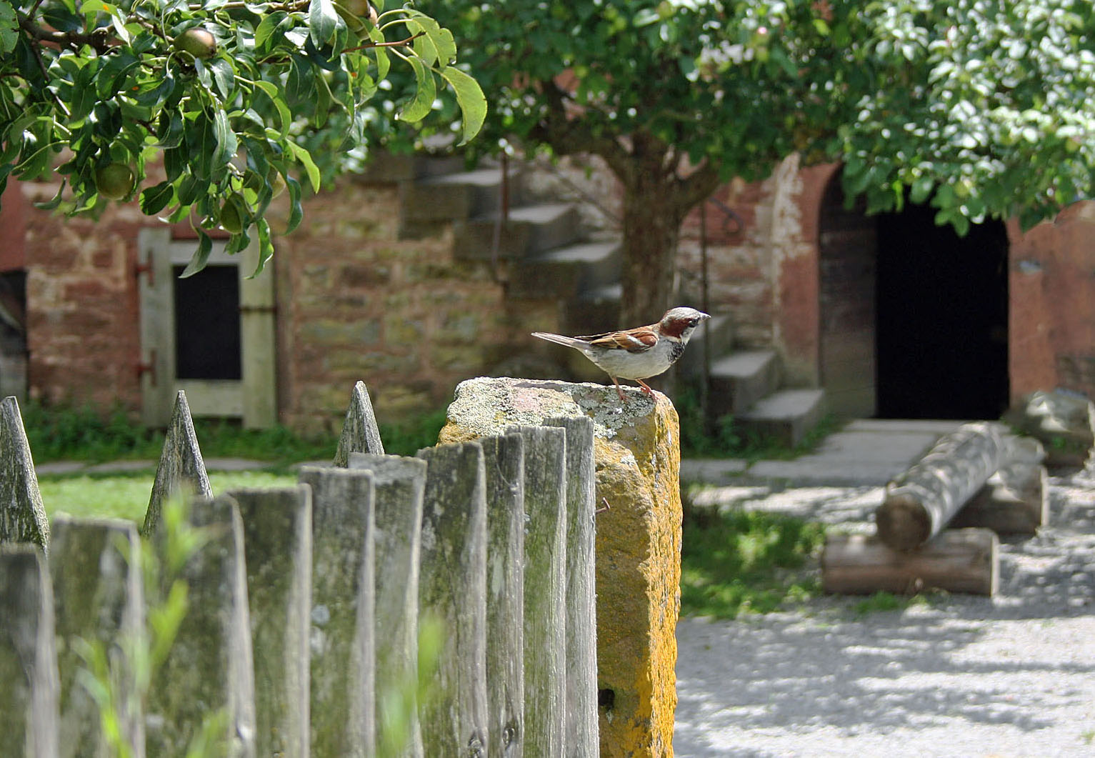 AM GARTENZAUM