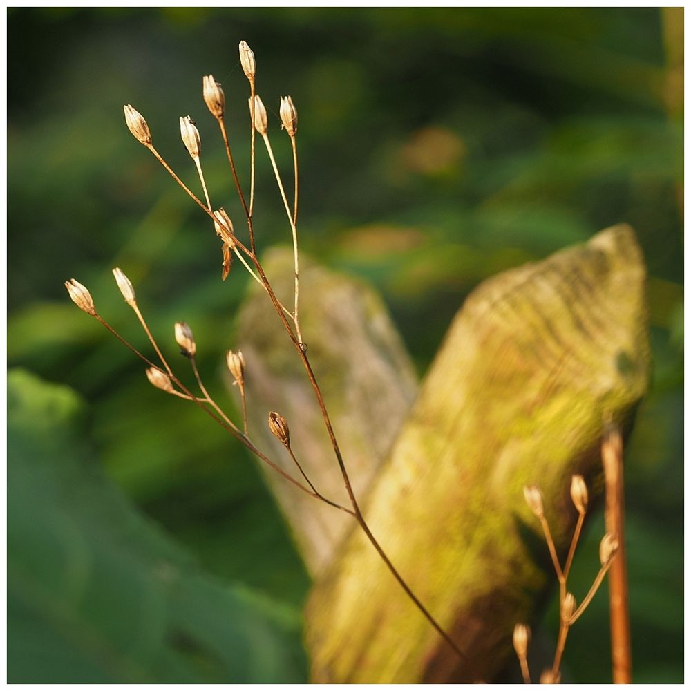 Am Gartenzaun