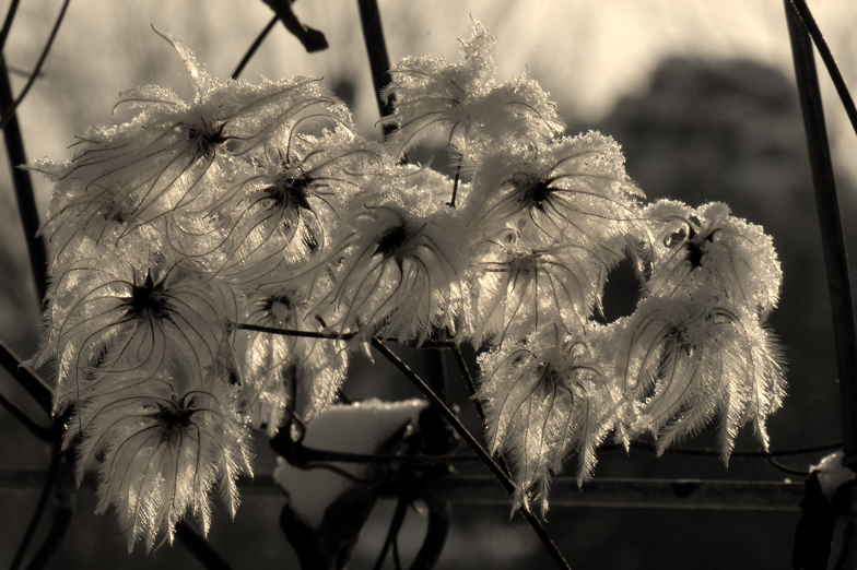 am Gartenzaun