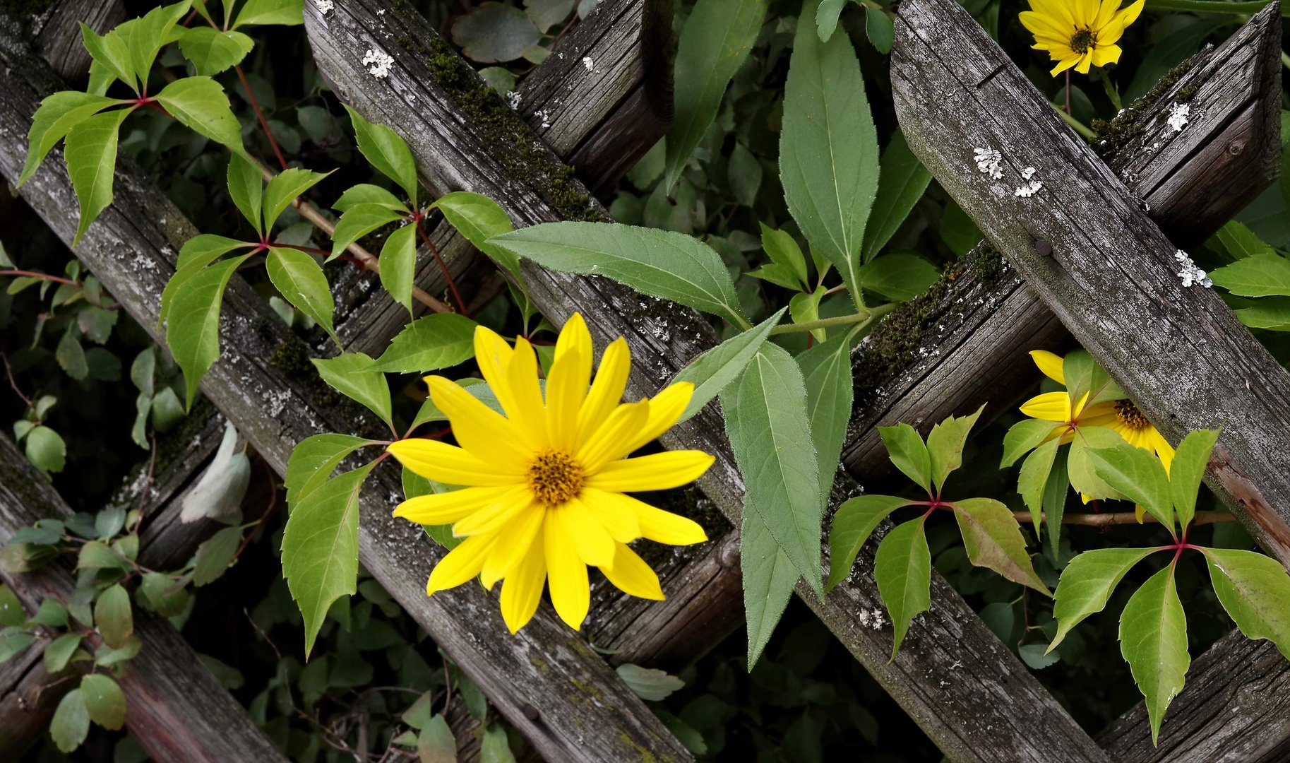 am Gartenzaun