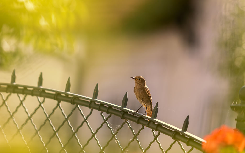 am Gartenzaun