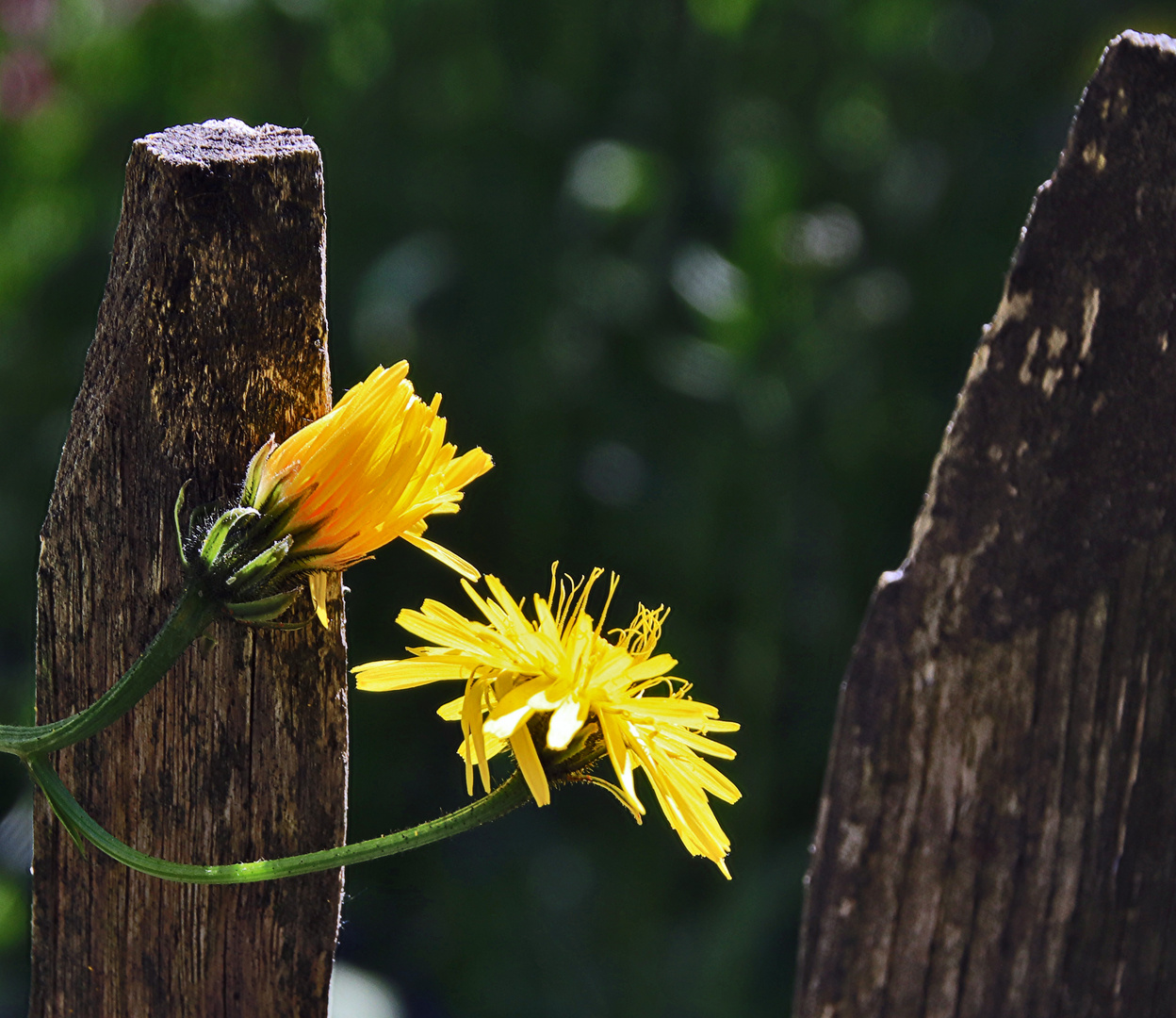 am Gartenzaun.....