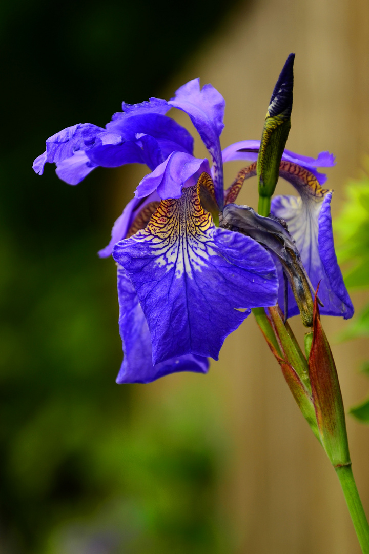 am Gartenzaun entdeckt - die Iris