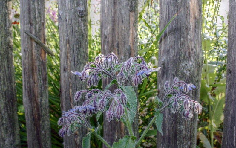 AM GARTENZAUN