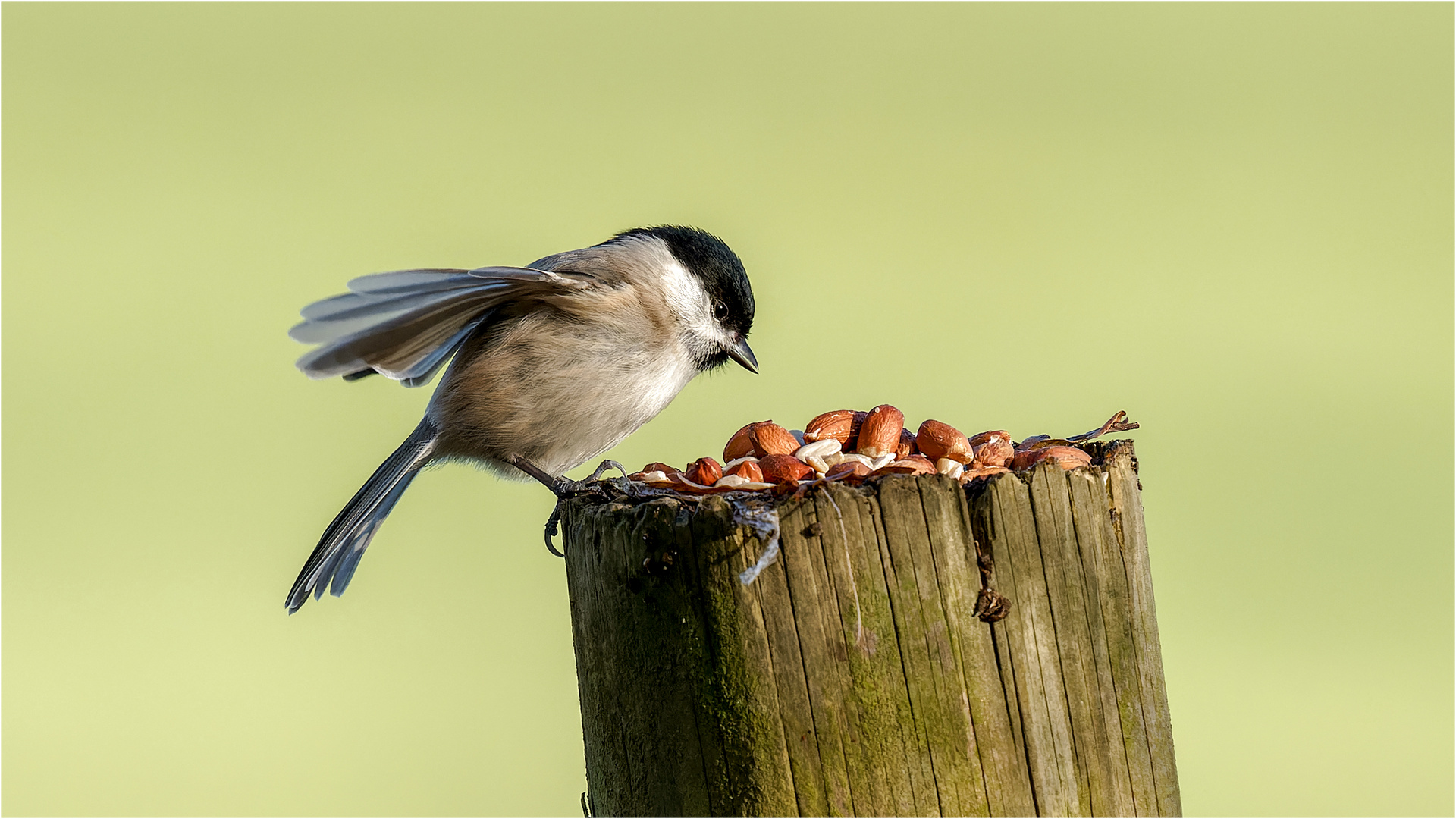 am gedeckten Tisch  .....