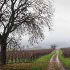 am Geilweilerhof bei Siebeldingen