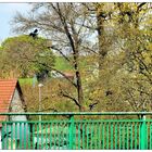 Am Geländer der Kanalbrücke Lohgraben