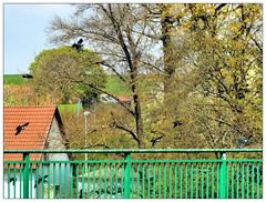 Am Geländer der Kanalbrücke Lohgraben