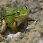 Am Gelbbauchunken – Tümpel: Das scharfe Froschauge