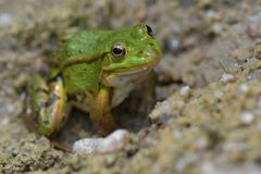 Am Gelbbauchunken – Tümpel: Das scharfe Froschauge