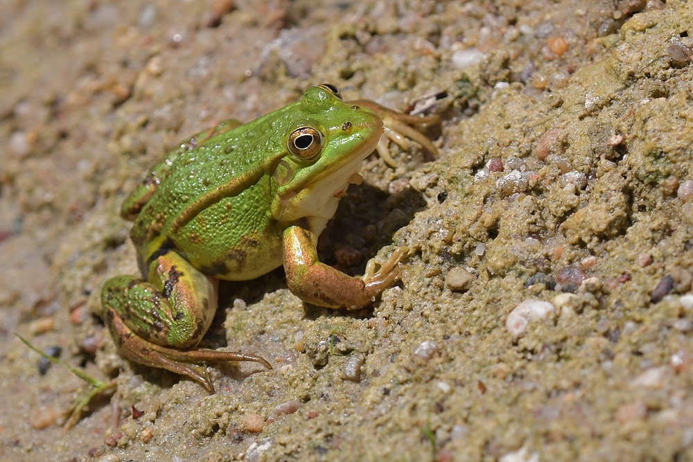 Am Gelbbauchunken – Tümpel: Der freundliche Frosch