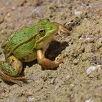 Am Gelbbauchunken – Tümpel: Der freundliche Frosch