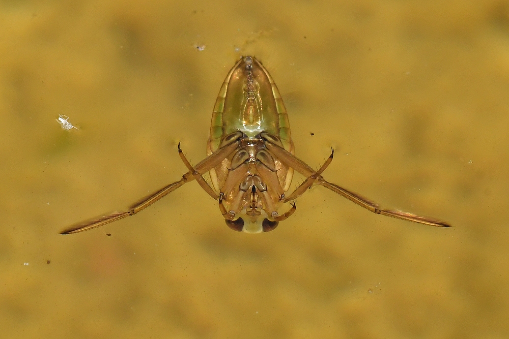 Am Gelbbauchunken – Tümpel: Der Rückenschwimmer