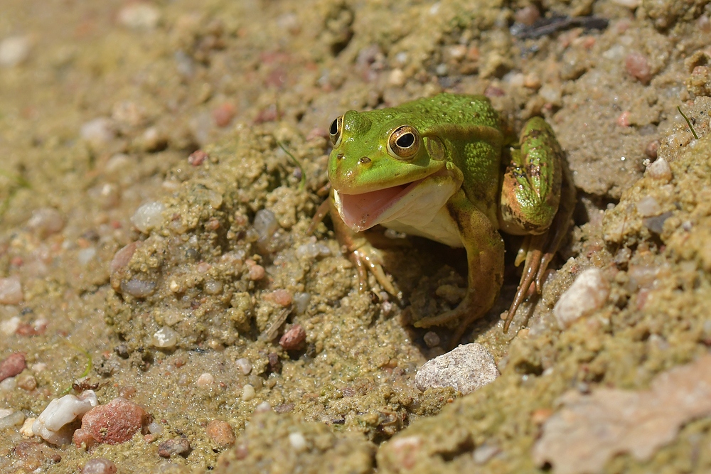 Am Gelbbauchunken – Tümpel: Der schadenfrohe Frosch