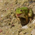 Am Gelbbauchunken – Tümpel: Der schadenfrohe Frosch