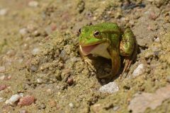 Am Gelbbauchunken – Tümpel: Der schadenfrohe Frosch