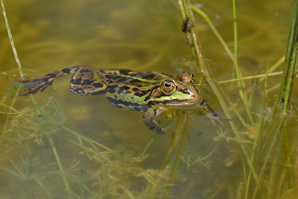 Am Gelbbauchunken – Tümpel: Der Wasserhänger