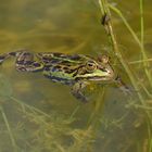 Am Gelbbauchunken – Tümpel: Der Wasserhänger