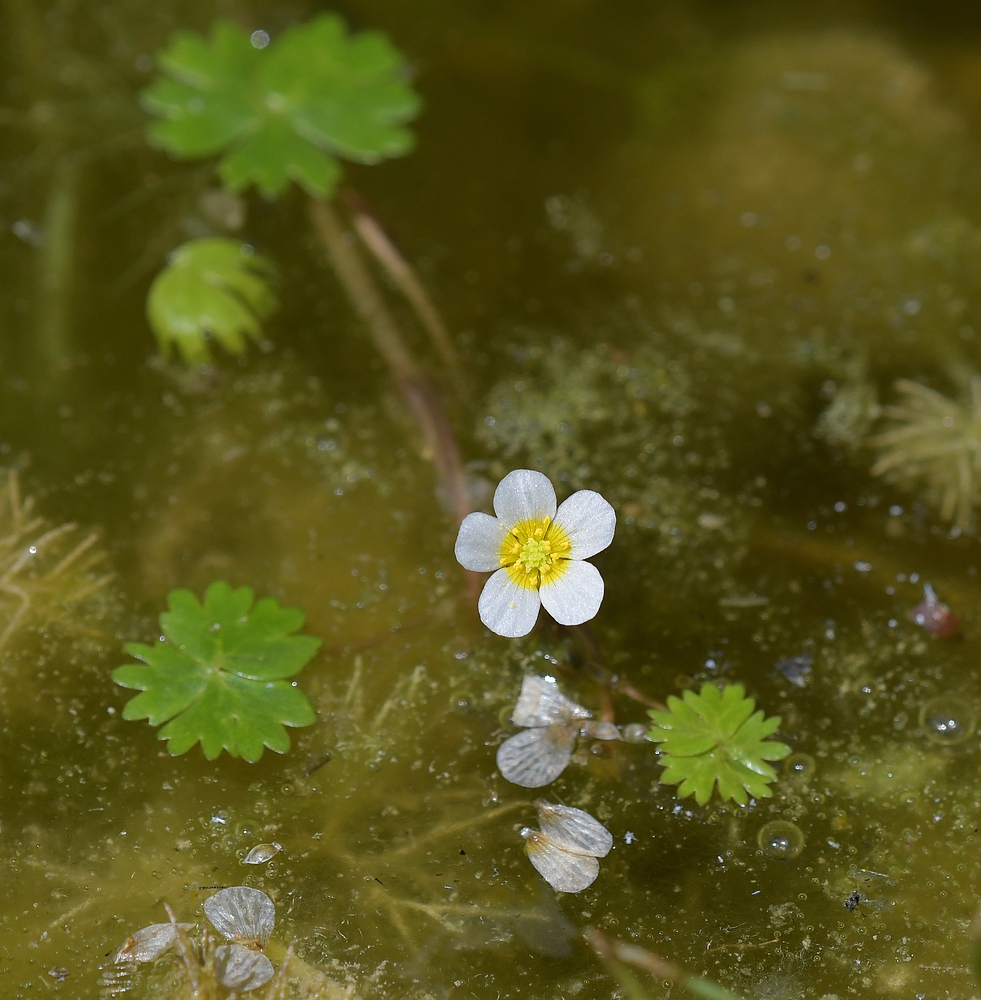 Am Gelbbauchunken – Tümpel: Die hübsche Blüte