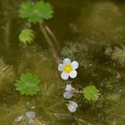 Am Gelbbauchunken – Tümpel: Die hübsche Blüte