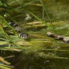 Am Gelbbauchunken – Tümpel: Die hungrige Ringelnatter 03