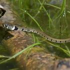 Am Gelbbauchunken – Tümpel: Die hungrige Ringelnatter 06