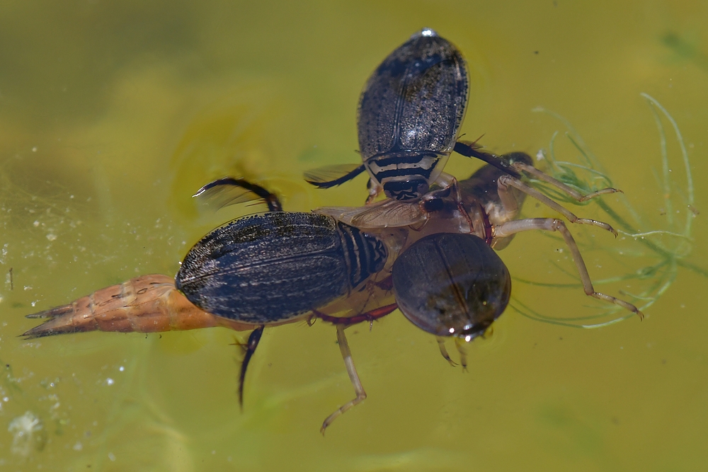 Am Gelbbauchunken – Tümpel: Schwimmkäfer – Mahlzeit