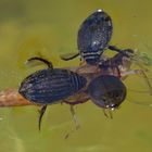 Am Gelbbauchunken – Tümpel: Schwimmkäfer – Mahlzeit