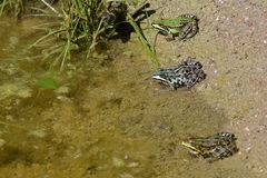 Am Gelbbauchunken – Tümpel: Wasserfrosch – Vielfalt