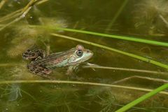 Am Gelbbauchunken – Tümpel: Welche Frosch – Farbe wird das?