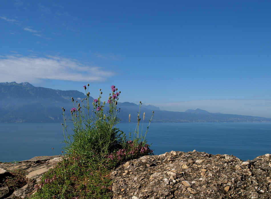 am Genfer See