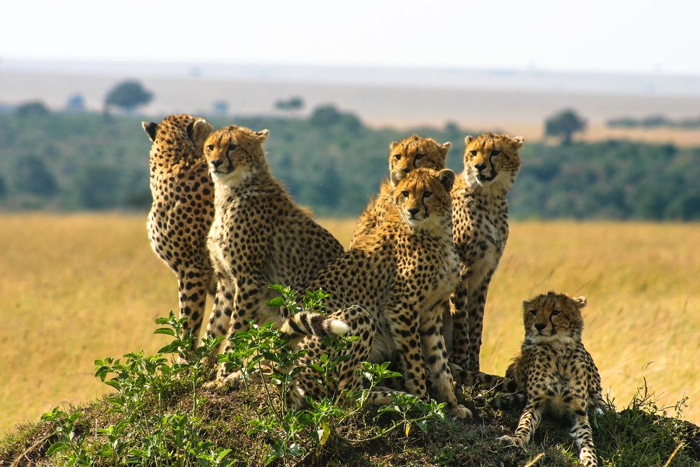 Am Geparden-Hügel Massai-Mara NP