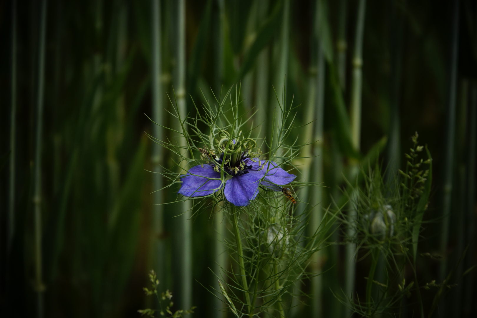 - am Gerstenfeld -