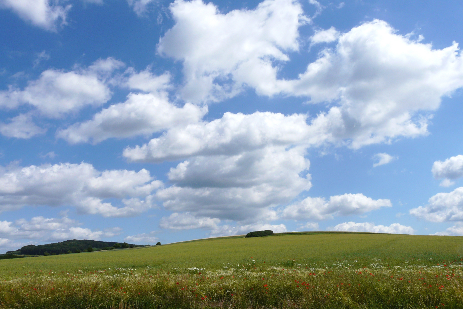 Am Getreidefeld bei Edesheim