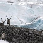 Am Gletscher...