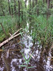 Am Gliensee (1)