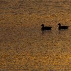 Am goldenen See 