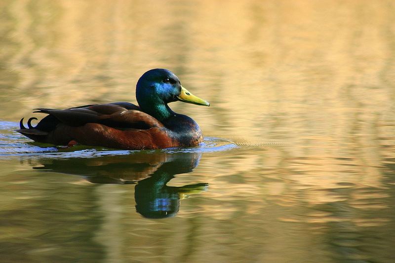 am goldenen See..