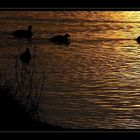 Am goldenen See