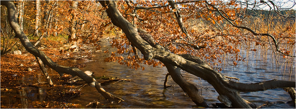 Am goldenen See...