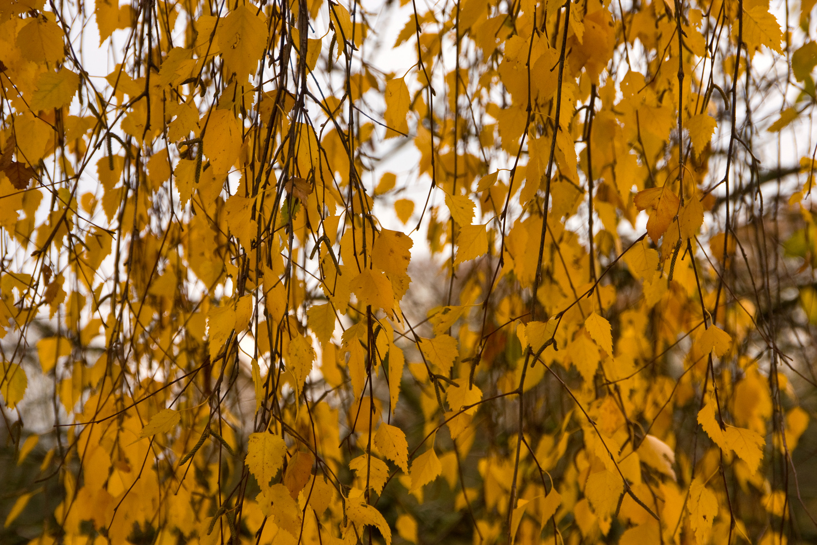 Am "goldenen Vorhang"