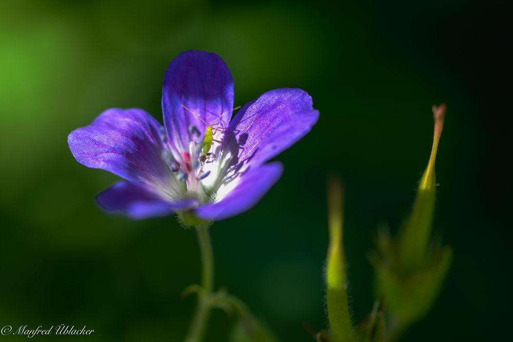 Am Grabnerstein auch bekannt als ...