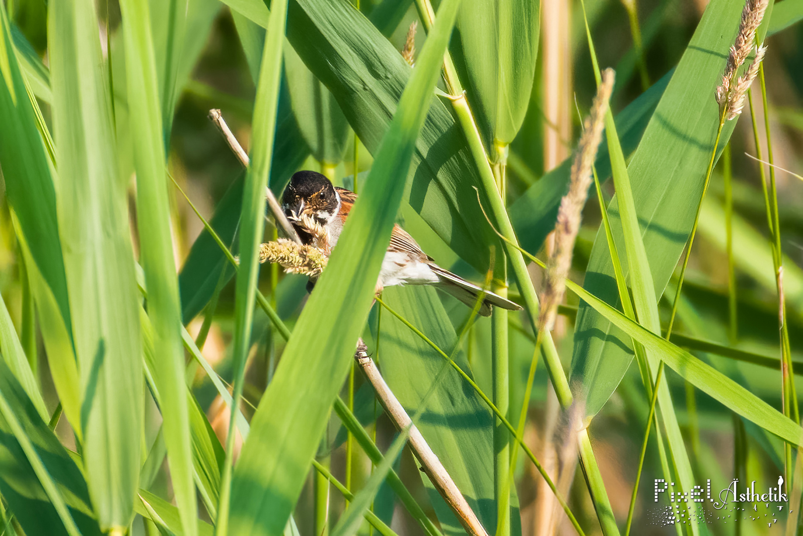 Am Grassamen knuspern