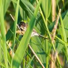 Am Grassamen knuspern