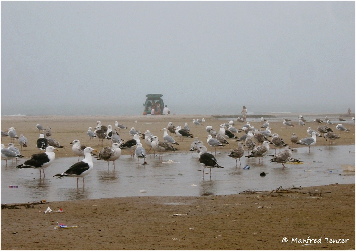 Am grauen Strand, am grauen Meer