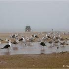 Am grauen Strand, am grauen Meer