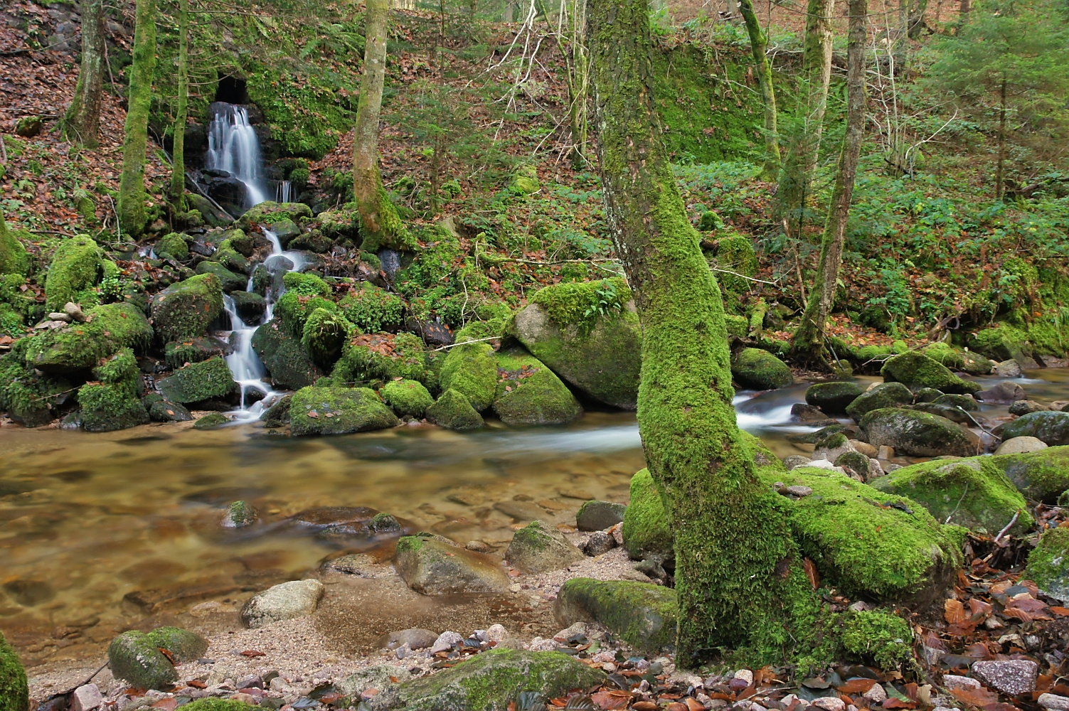 Am Grobbach im Nordschwarzwald