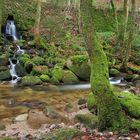 Am Grobbach im Nordschwarzwald