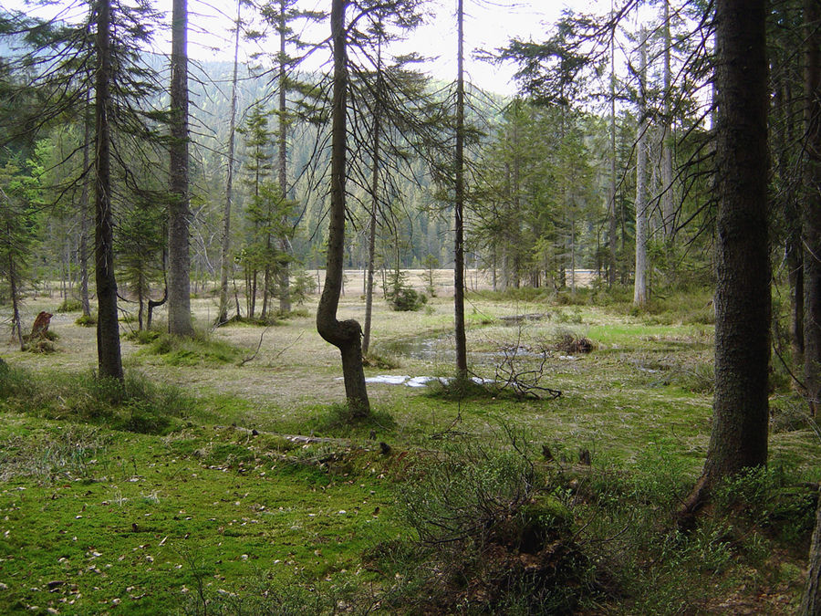 Am großem Arbersee