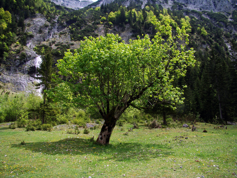 am großen Ahornboden